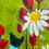 Thumbnail: Tulip Garden (2)