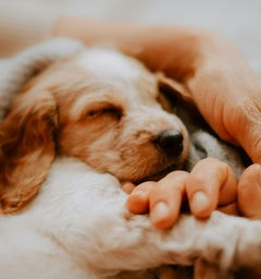 MEND WELL - Animal Health & Wellness Support | The Holistic Rehab
