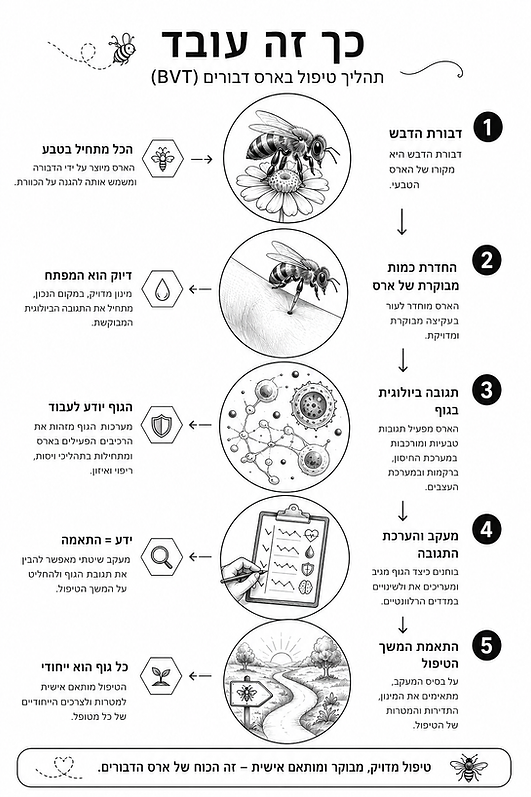שלבי טיפול בארס דבורים (BVT): עקיצה מבוקרת, תגובה ביולוגית, ניטור המטופל והערכת התגובה לטיפול.