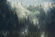 Alpha pinene natural-2_edited.jpg