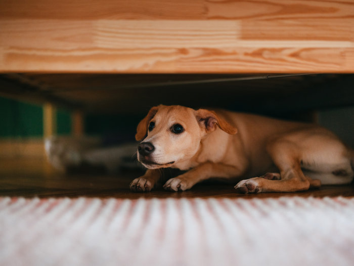 Small dog resting quietly beneath a wooden shelf