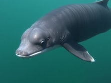 Scientists Find Unexpected Clue That May Protect an Endangered Species