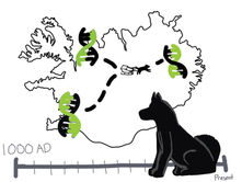 How Sled Dog DNA Is Rewriting Arctic History