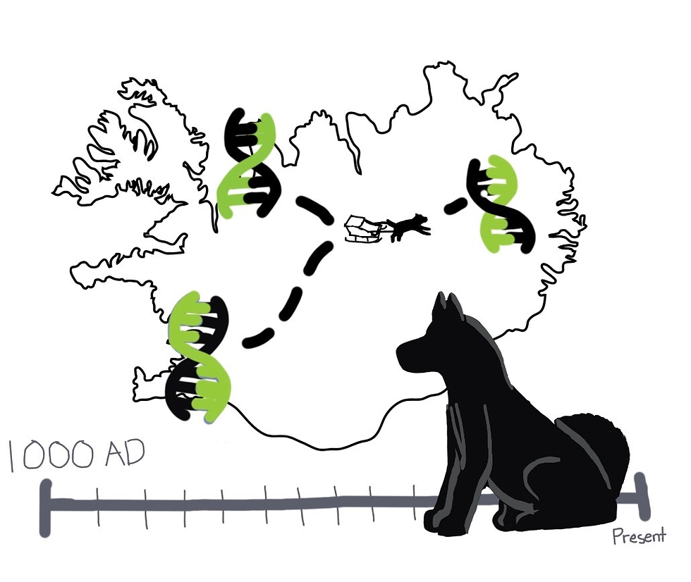 How Sled Dog DNA Is Rewriting Arctic History
