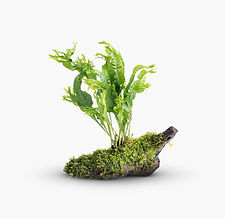 Aquarium Plants   