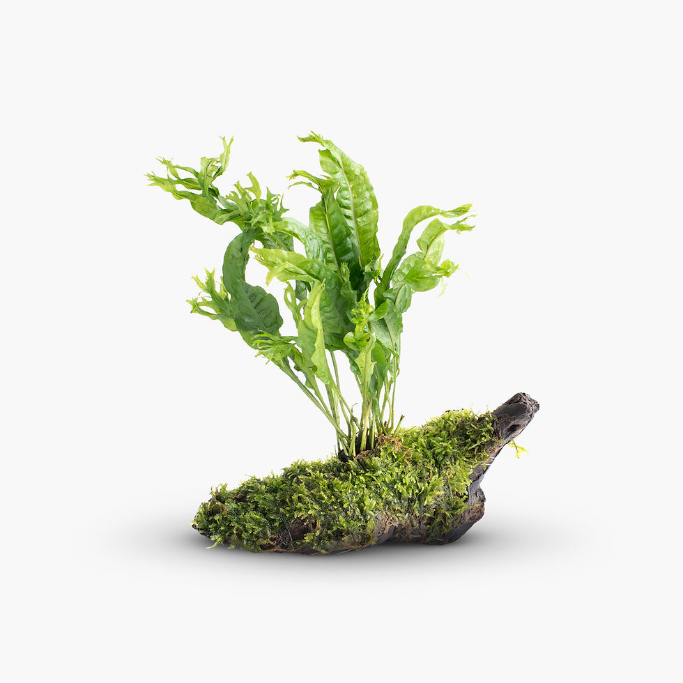 Moss-Covered Plant