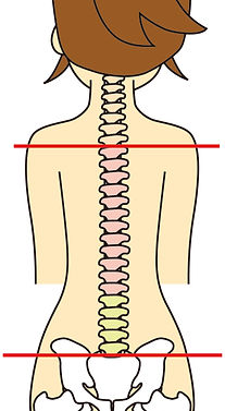 東大宮ほんごう整骨院 背骨.jpg