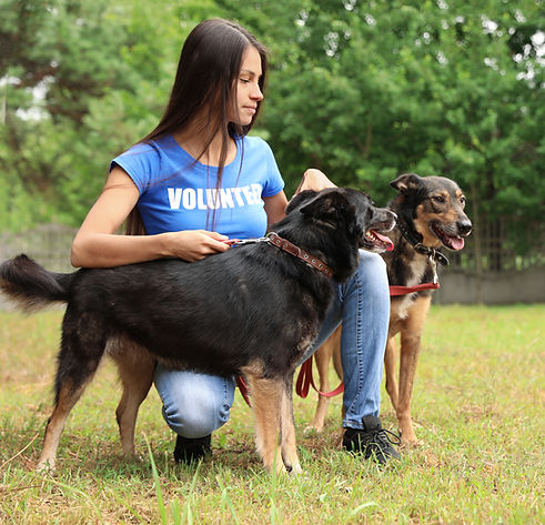Professional Dog Training Services Tailored to Your Dog
