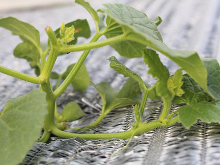 今年も自家菜園始まりました