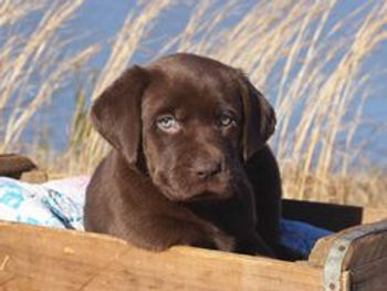 Future English Chocolate Puppy