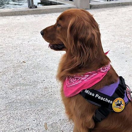 Service Dog Peaches