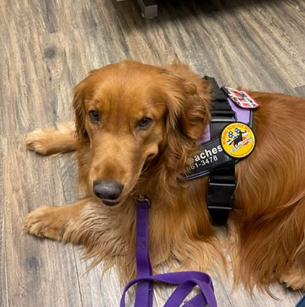 Service Dog Peaches