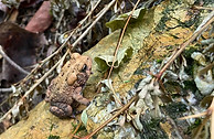 Toad