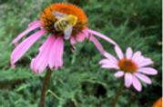 Bee on flower