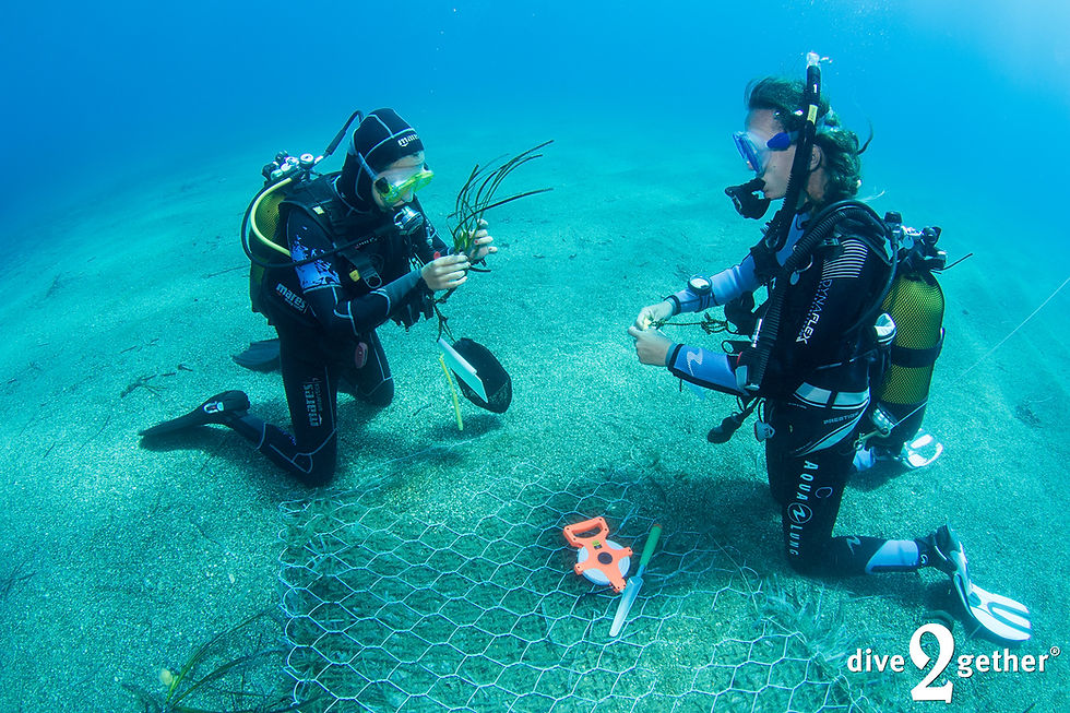two divers planting sea grass in a special planting mat