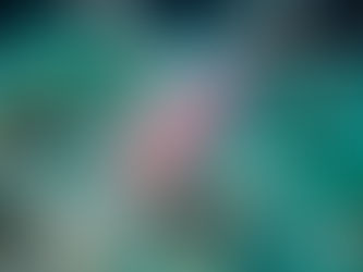 Gestaltwandler des Mittelmeers: Die unglaublichen Fähigkeiten der Nudibranchs