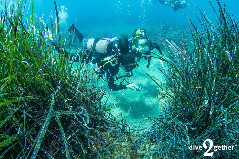 two divers having a closer look at a sea grass meadow