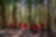 A line of red chairs in the forest.