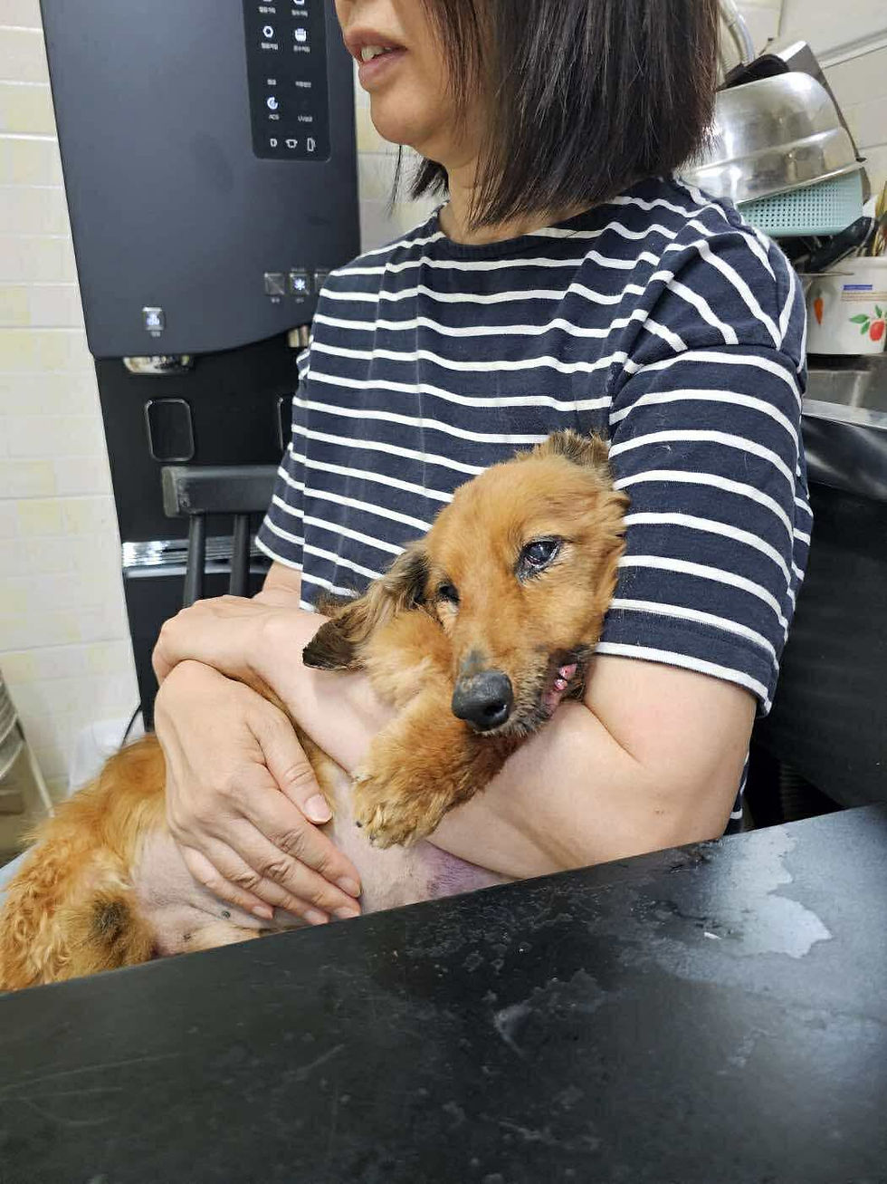 Rory is available for adoption