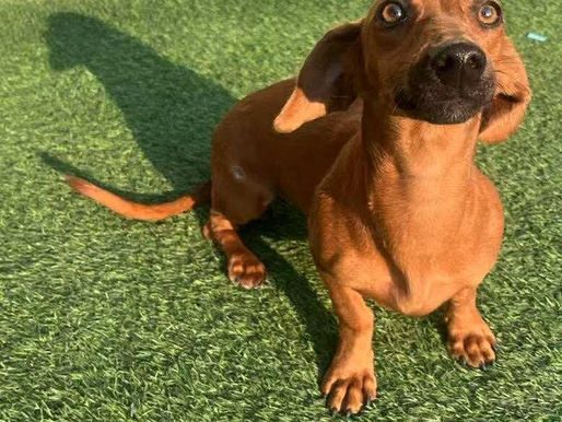 Popcorn is ready for adoption