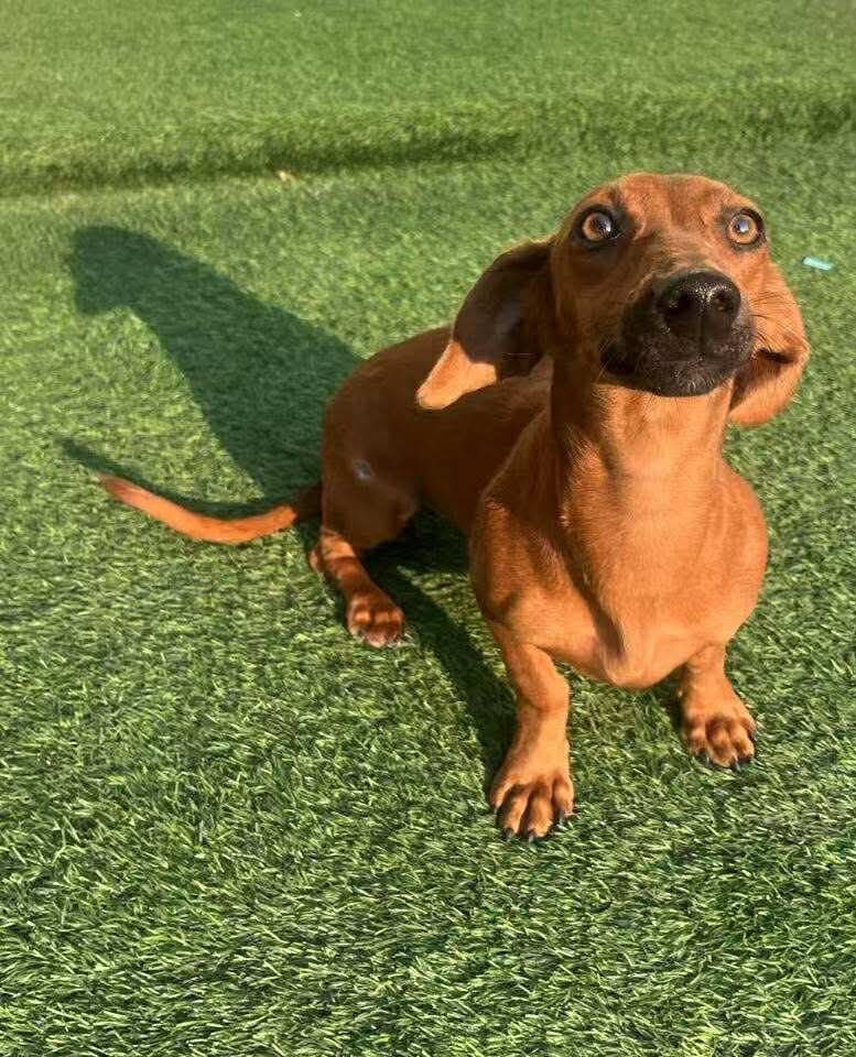 Popcorn is ready for adoption