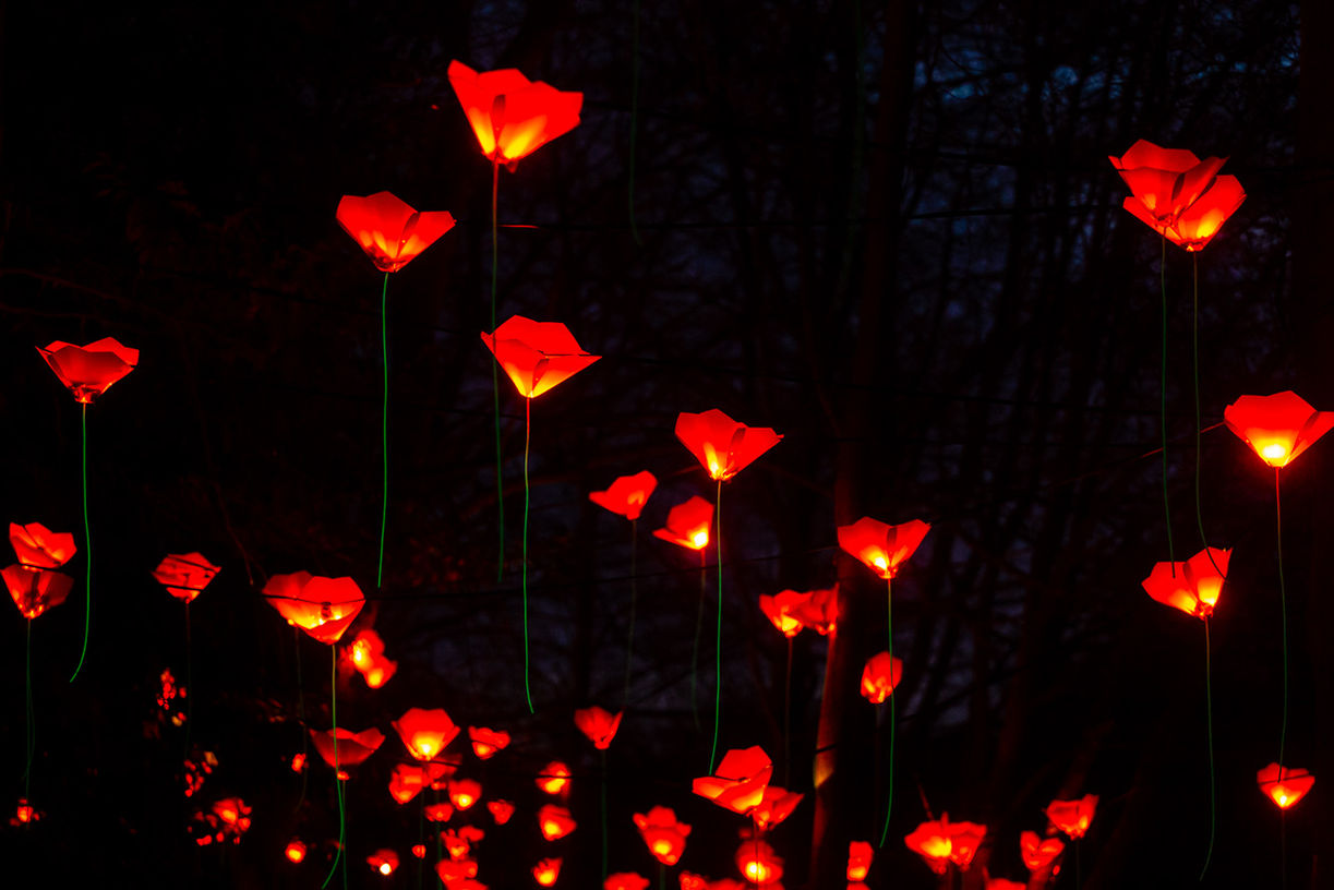 Multiple red poppy flowers hand from trees with long thin green stems.