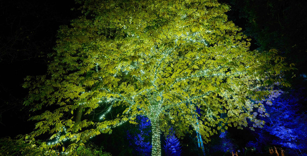 A tree covered in pealights in light green