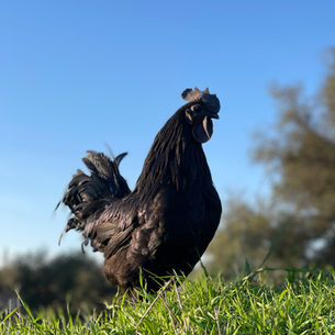 FARM: Chickens