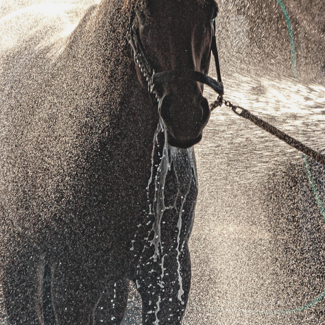 WATER: Shampoo
