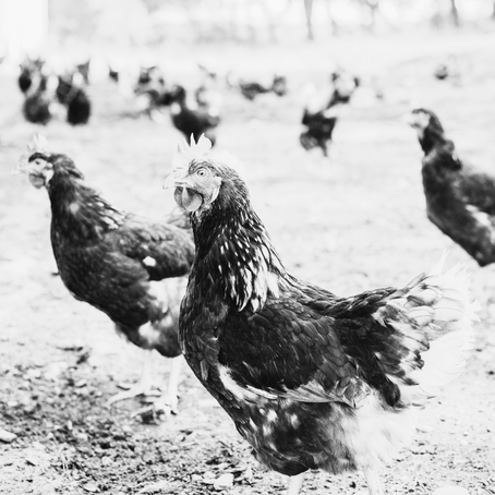 The Importance of Fiber for Chickens