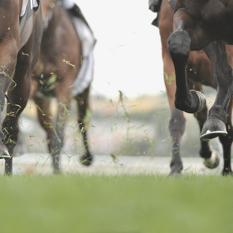 NUTRITION: Hoof