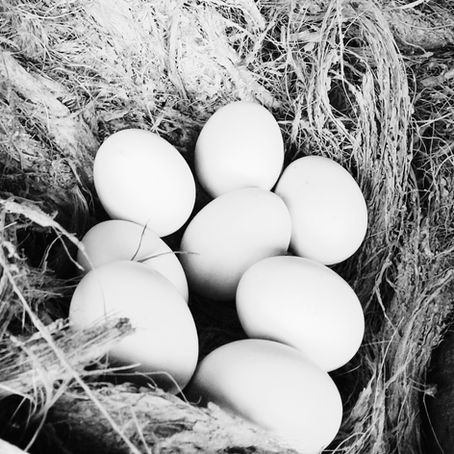 How to Get Golden Egg Yolks with Proper Nutrition