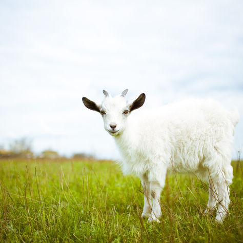 FIRE: Goats