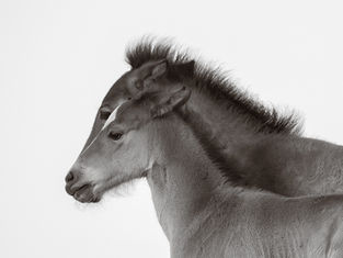 two wild horses by