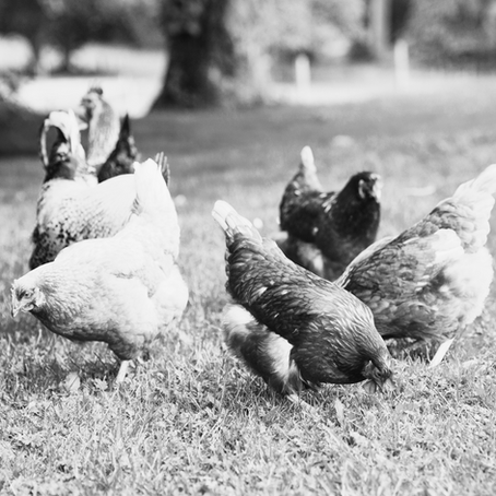 The Importance of Protein for Chickens