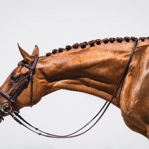 Importance of Organic Feed for the Sport Horse