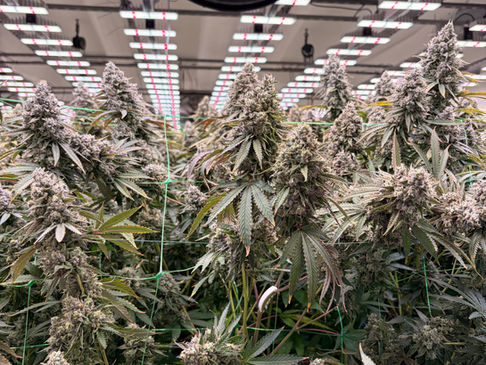 Sativa VS Indica?