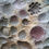 Thumbnail: PALEOCROMIE