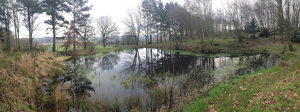 Worcestershire woodland