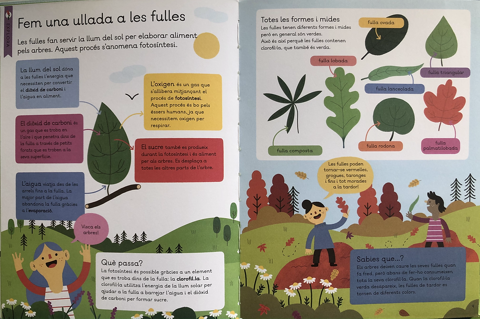 FEM UNA ULLADA A LES FULLES