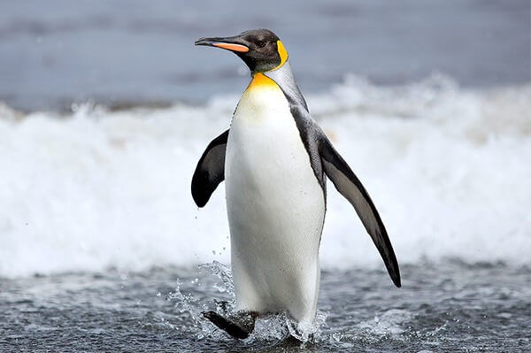 PINGÜÍ