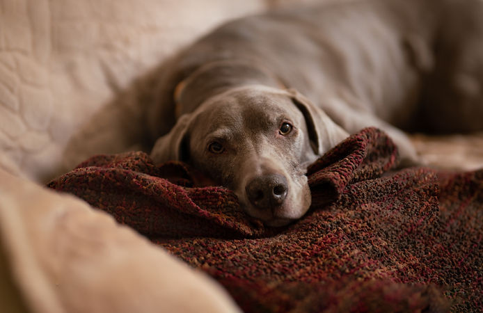 AdobeStock_241359424.jpeg