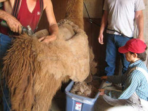Why Llama Fiber Is One of Nature’s Most Sustainable Luxuries