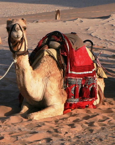 WB Camel.jpg