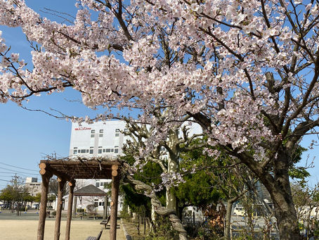 【コランショ新潟だより】桜が咲きました!
