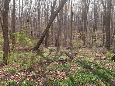 old tate mill road.jpg