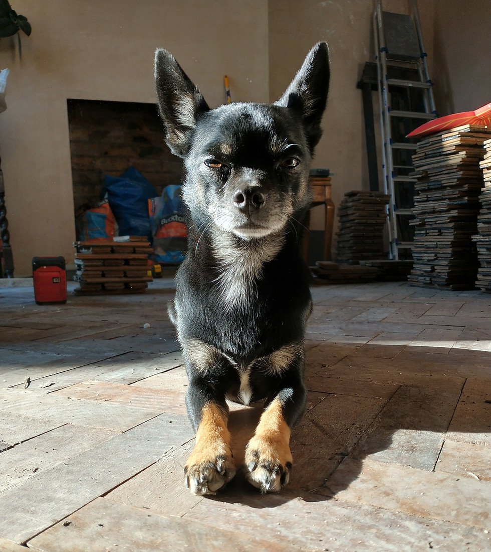 Andrew is a chihuahua. Marty's older brother from another mother. He is delicate and dignified.