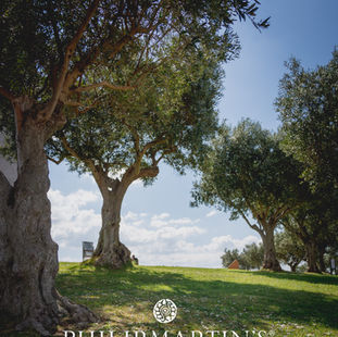 La potenza dell’olio d’oliva