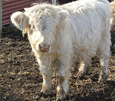 2019-1116_SBSassy and Yann.JPG