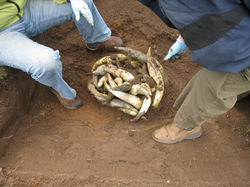 Buried for the Winter